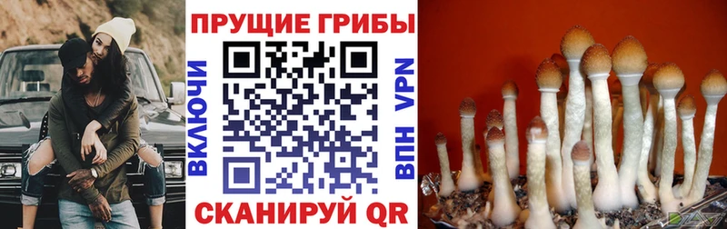 Галлюциногенные грибы GOLDEN TEACHER  кракен как войти  Светлый 
